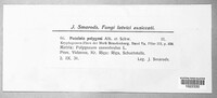 Uromyces polygoni-avicularis image